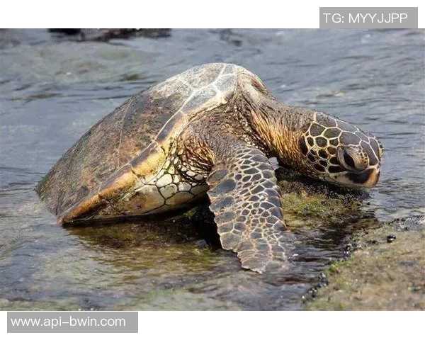 足球大师卡福在比赛中意外受伤引发的吃人事件背后的真相揭秘 足球大师卡福在比赛中意外受伤引发的吃人事件背后的真相揭秘